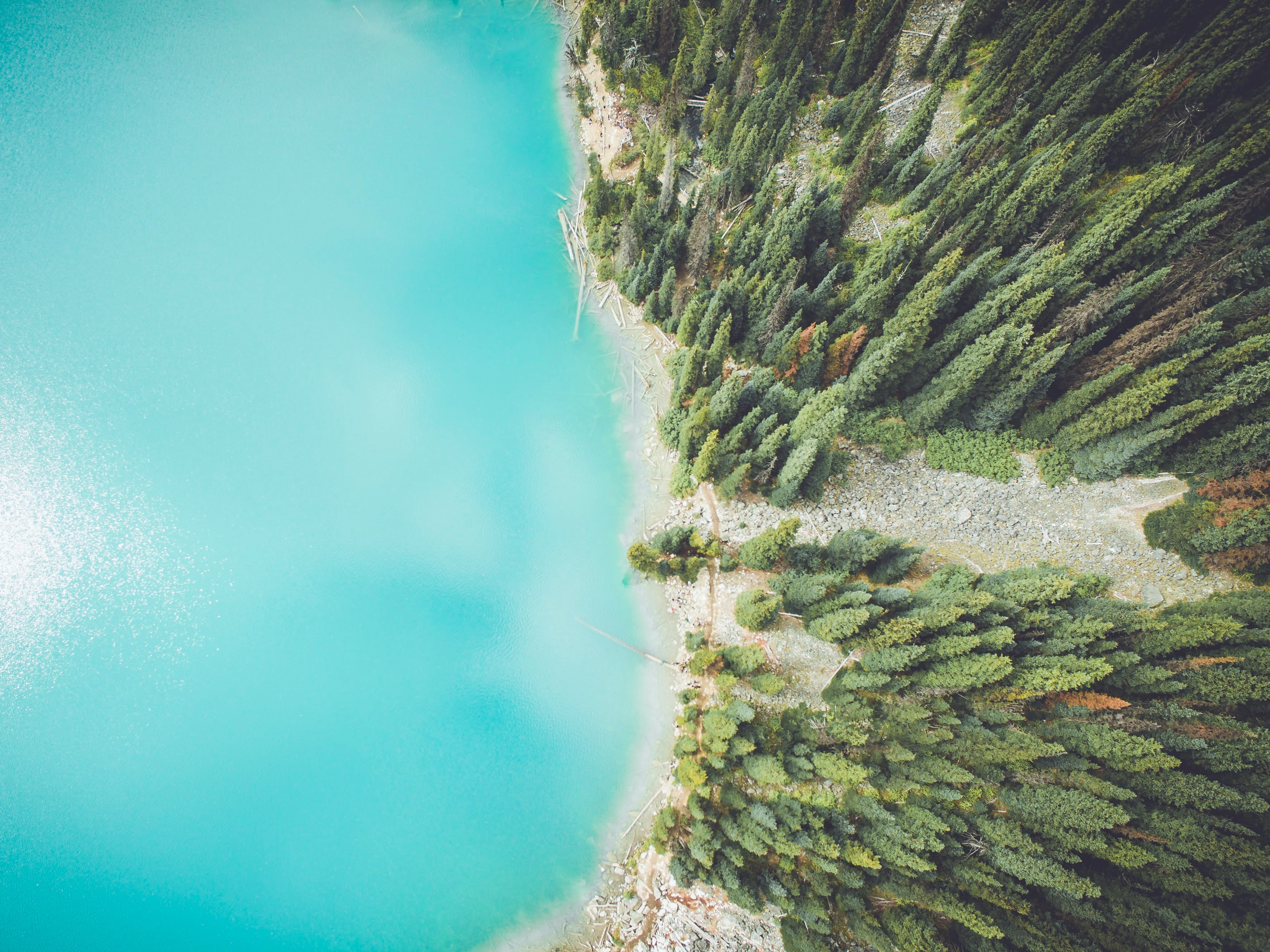 A pine forest facing a lake from above