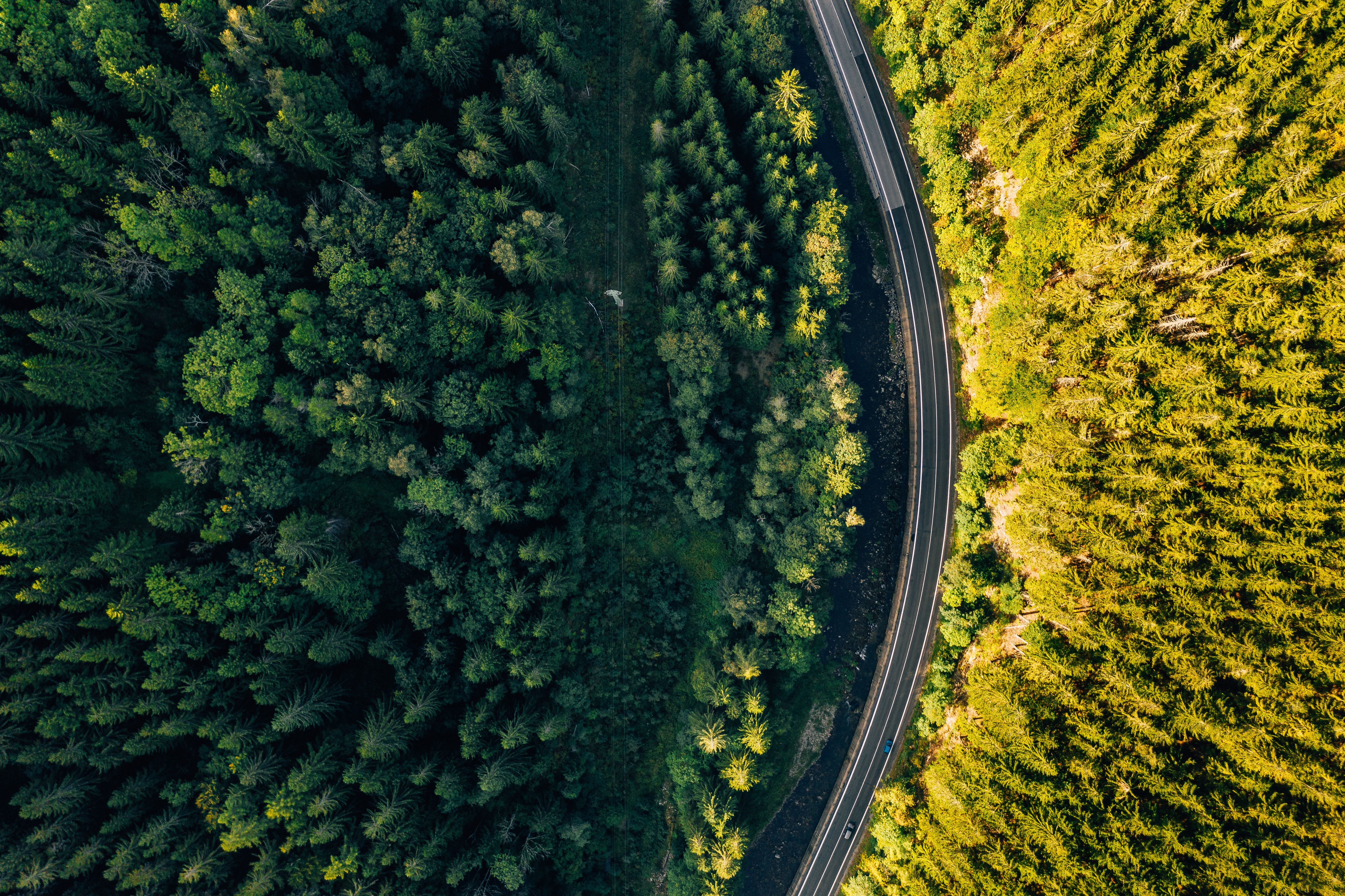 A street among forests seen from above