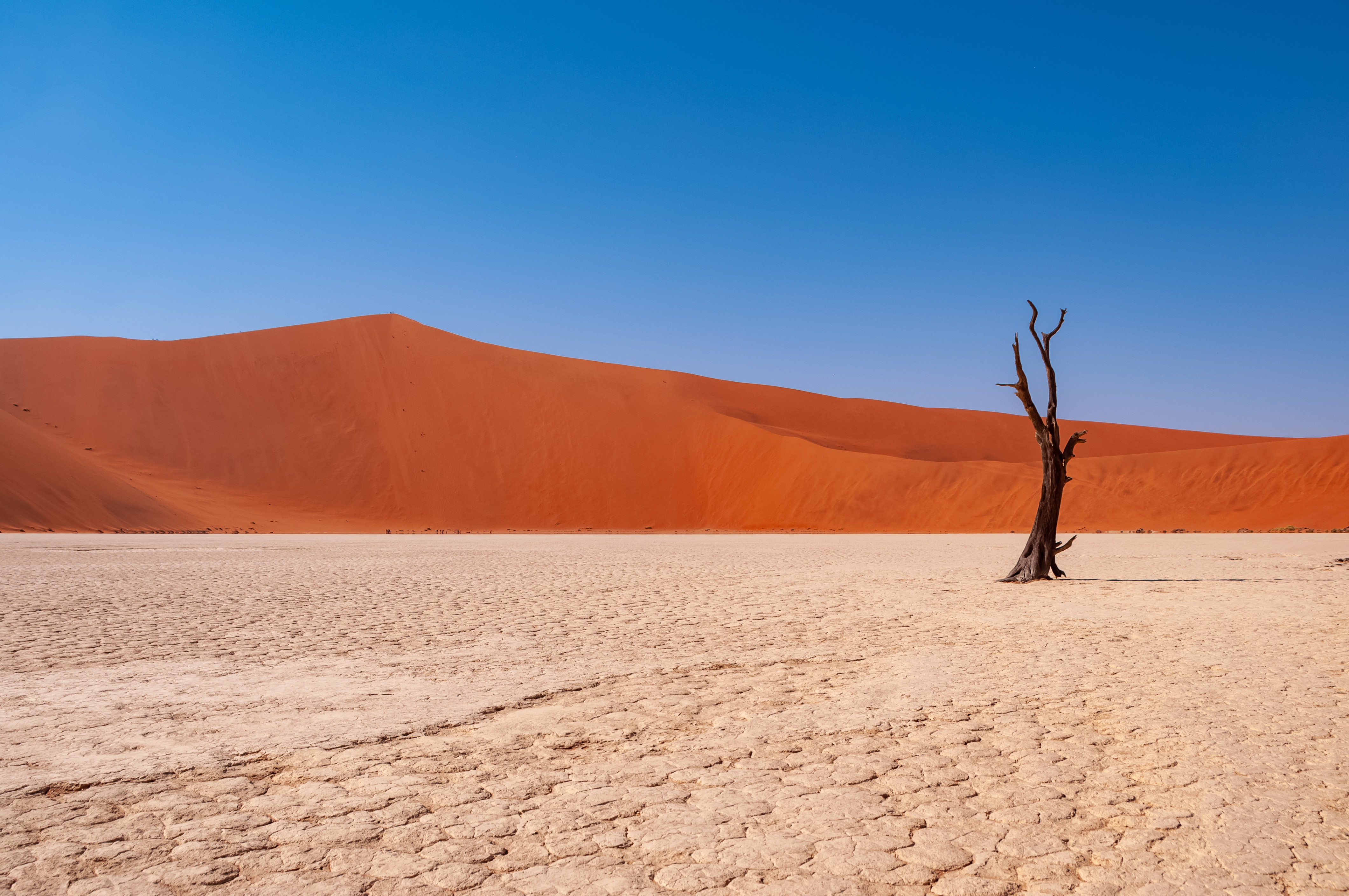 A tree in the desert with a dune and blue sky behind